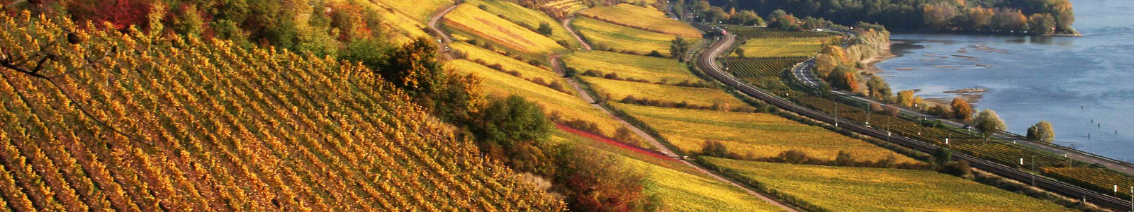 View over vineyards to the Rhine ©DLR
